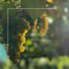 Albamar PAI Albariño 2022 - Imagen 3
