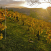 Akilia Villa San Lorenzo - vino tinto - 2019 - Imagen 3