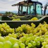 Prada vino blanco San Martín Godello 2018 - Imagen 5