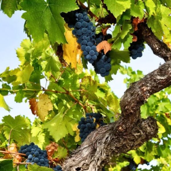 Val de La Osa - Vino tinto Mencía 2018 - Imagen 3