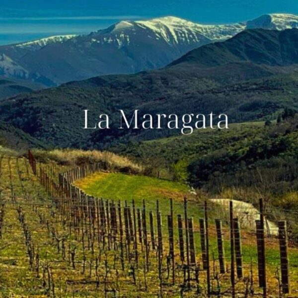 La Maragata - vino blanco Godello 2019 - Imagen 3