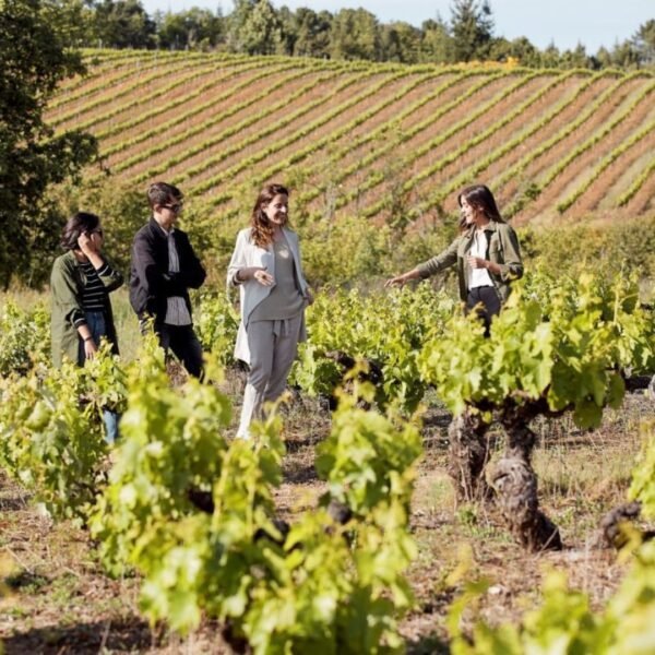Pack de vinos Bodega Pittacum - Imagen 2